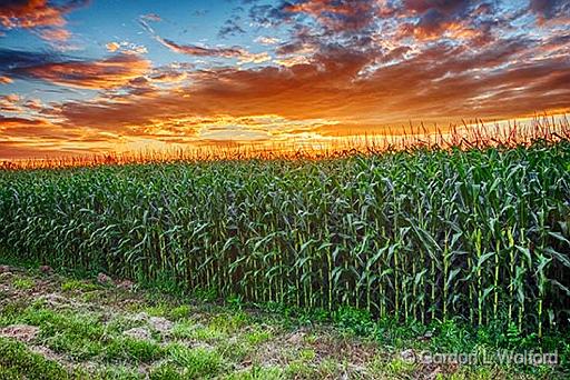 Cornfield At Sunrise_P1170512-4v2.jpg - Photographed near Kilmarnock, Ontario, Canada.